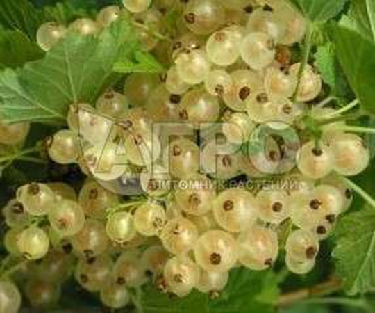 СМОРОДИНА БЕЛАЯ СОРТ ВЕРСАЛЬСКАЯ