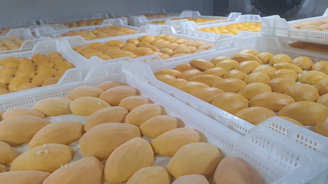 Манго Заморозка Оптом. Прямая поставка с завода