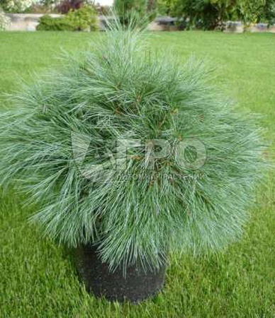 СОСНА ВЕЙМУТОВА BLUESHAG