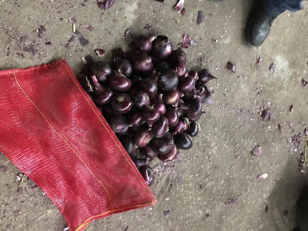 Лук Красный, Золотой