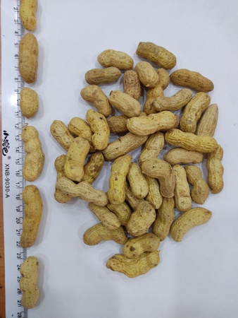 Поставка узбекских орехов (арахис нечищенный \  в скорлупе)