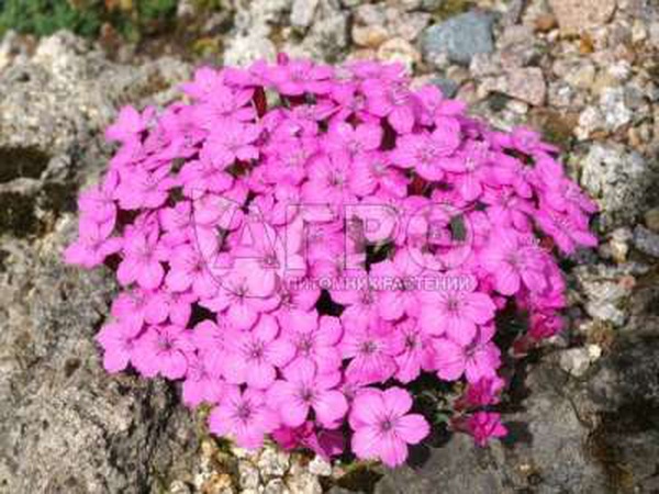 ГВОЗДИКА МЕЛКОЧЕШУЙЧАТАЯ