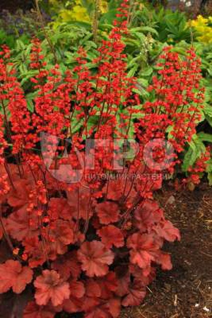 جيشر شيري كولا