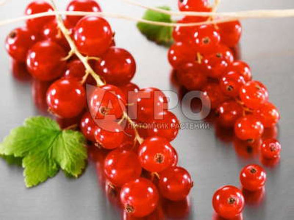 الكشمش الأحمر الهولندي