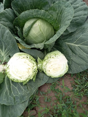 Beyaz lahana. Yeni Hasat (2021)