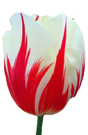 Тюльпаны оптом на 8 марта Carnaval De Rio Триумф