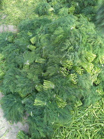 Укроп свежий Узбекистан высший сорт