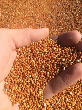 Просо красное