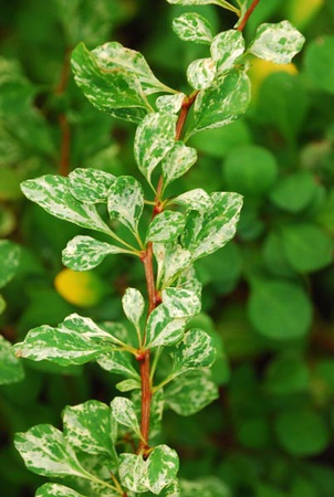 芭芭莉丝·滕伯格（Barbaris Tunberg）“科尼克（Kornik）”