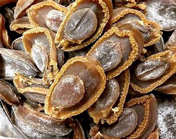 Kurutulmuş deniz kulağı