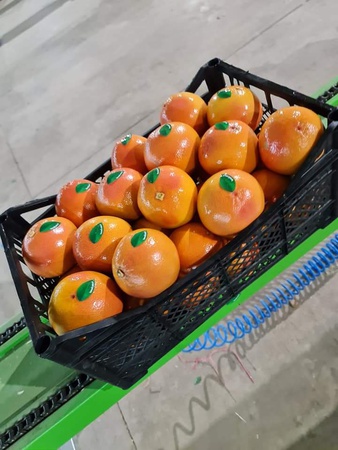 Апельсин "Вашингтон" напрямую от поставщика в Турции