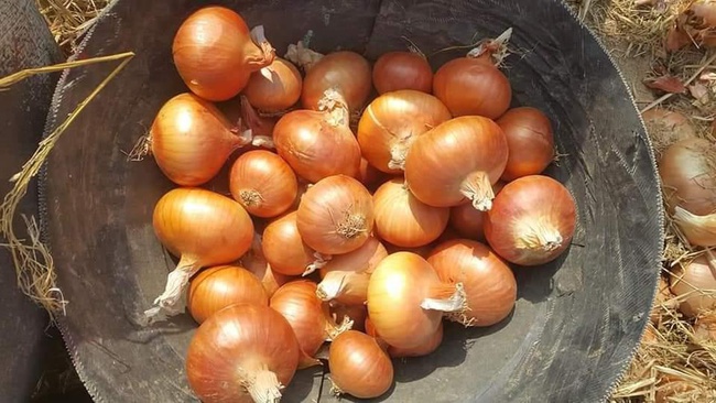 Лук Красный, Золотой