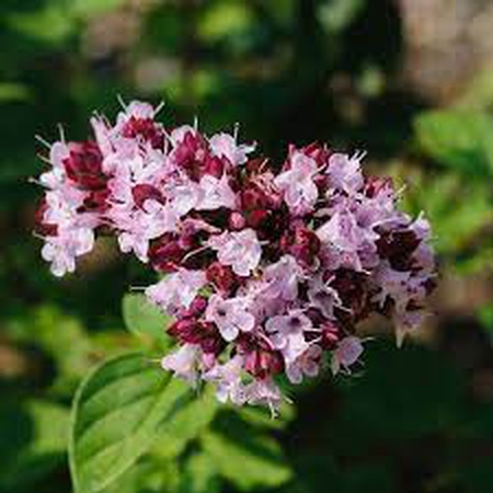 Масло майорана