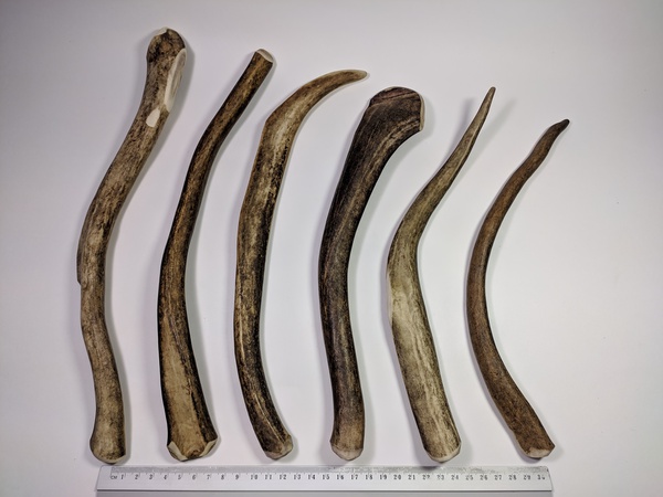 Рога северного оленя с нашей фермы свежие, сухие, мохнатые, цельные и всех размеров