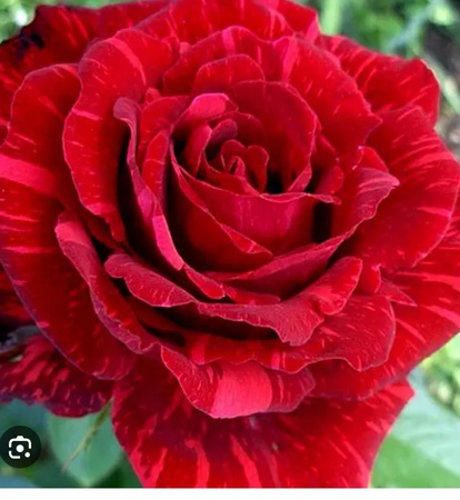 Саженцы голландских и английских сортов роз