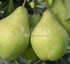 ГРУША СОРТ ФЕЕРИЯ