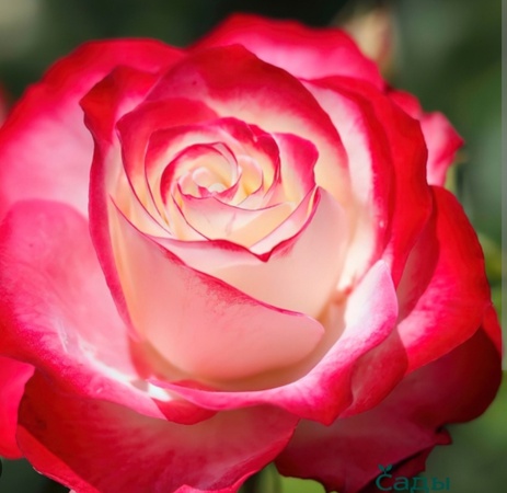 Саженцы голландских и английских сортов роз