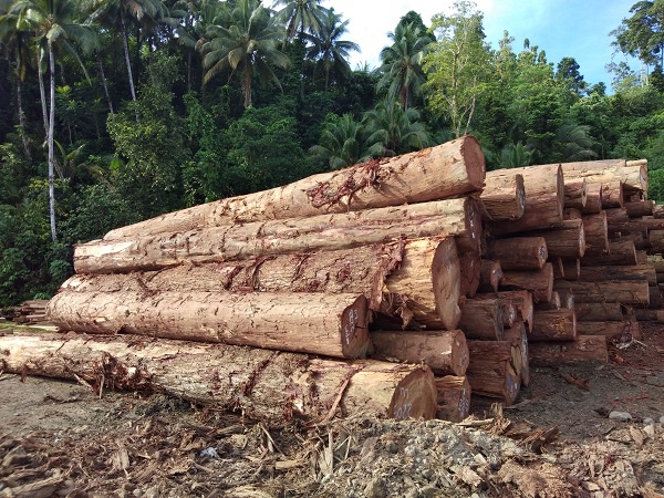 ДЕРЕВЯННЫЕ Бревна СРЕДНЕГО ДИАМЕТРА 80 СМ ИЗ КАМЕРУНА ДОУССИ КОССО ТАЛИ