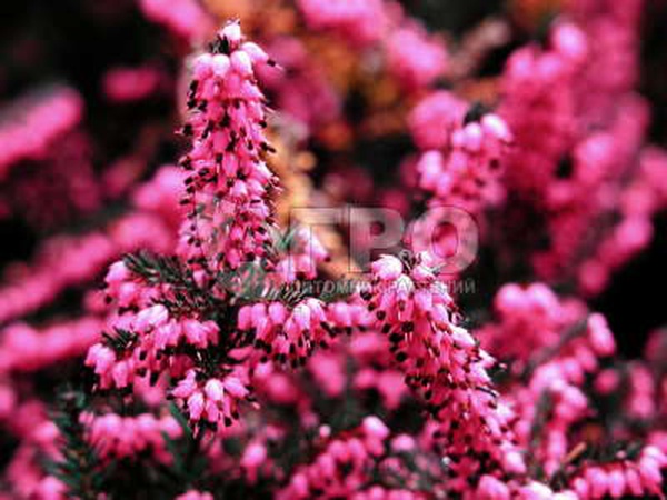 روتين إيريكا دارلنسكايا كرامر