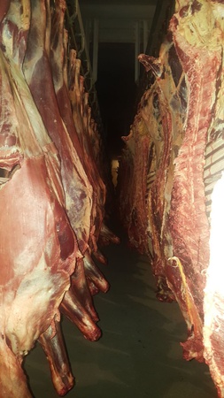 Мясо баранина и конина оптом