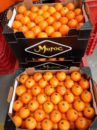 Mandarins from Morocco