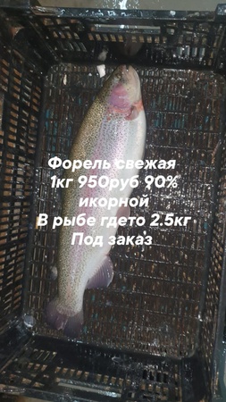 balık ve deniz ürünleri toptan satış