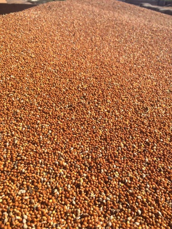 Просо красное