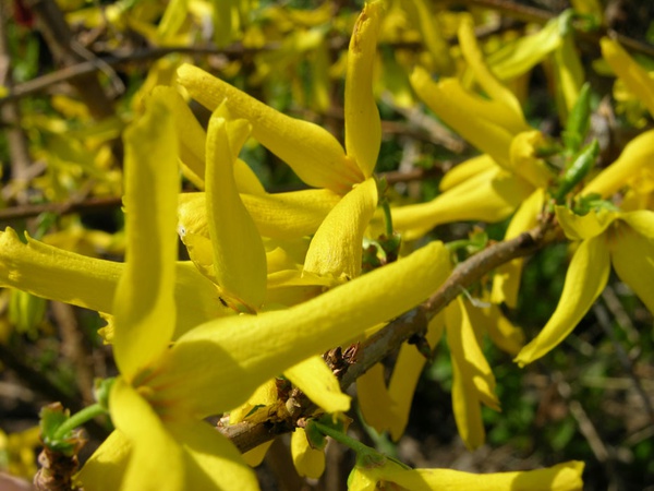 Форзиция средняя "Линвуд"