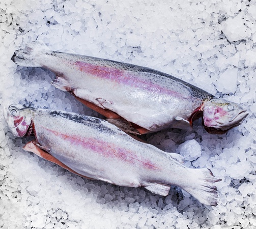 Форель радужная замороженная