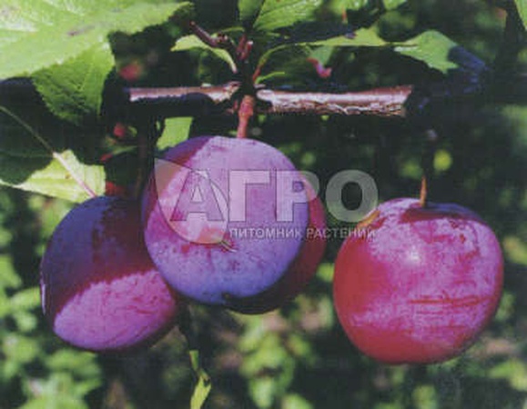 СЛИВА СОРТ РЕНКЛОД СОВЕТСКИЙ