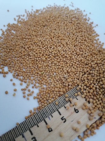 Семена горчицы