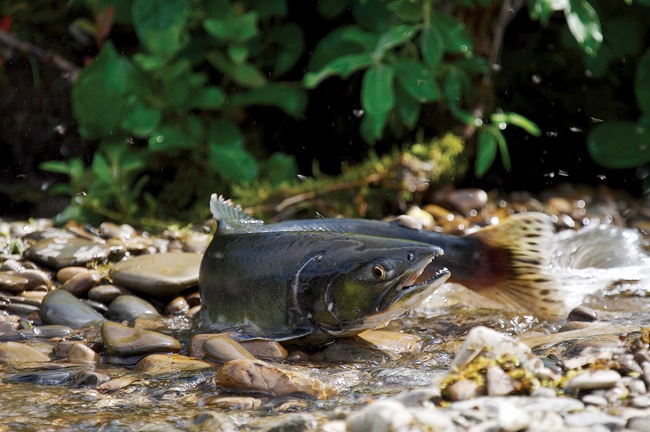 Chum salmon