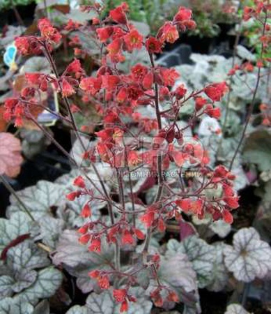 ГЕЙХЕРАCINNABAR银