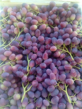 Üzüm Özbekistan Toptan