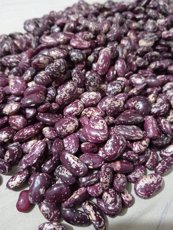 Фасоль королевская