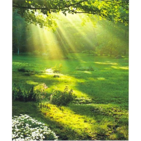 Sonniger Regen / 2 Streifen