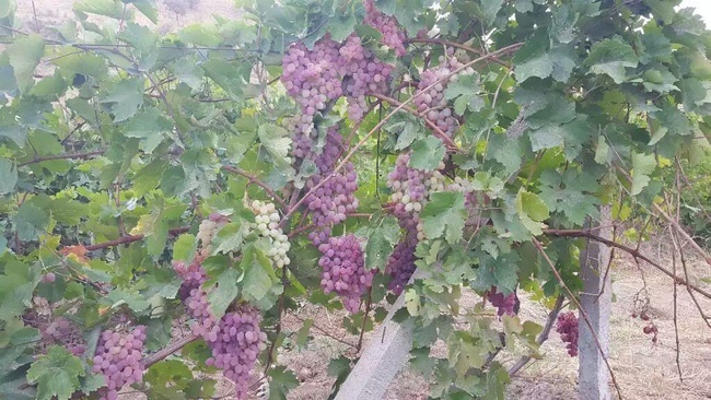 Виноград таифи