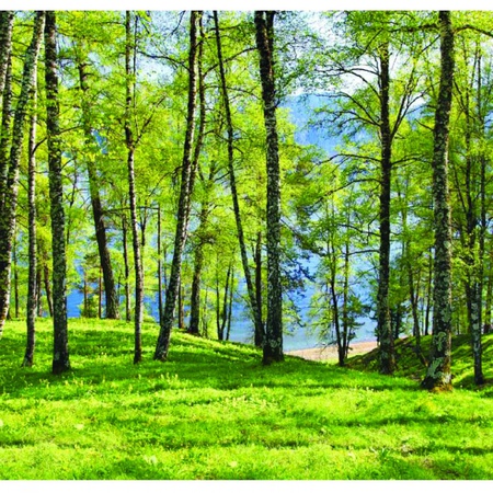 Beyaz ağaç / 6 yaprak