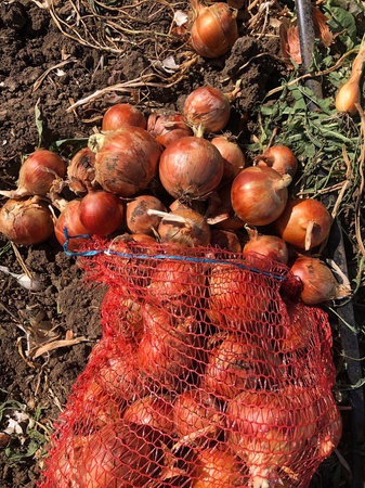 Лук озимый (ранний) от производителя