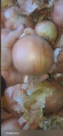 Лук репчатый, Onions