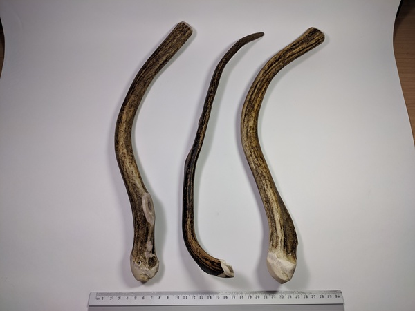 Рога северного оленя с нашей фермы свежие, сухие, мохнатые, цельные и всех размеров