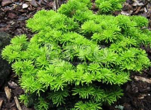 ПИХТА КОРЕЙСКАЯ TAIGA