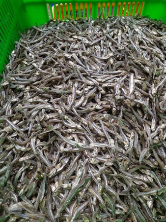 KURU HAMİSE WELLSUN, KURU HAMSİ YARMA, HAMİSE BAŞSIZ, BEBEK HAMİSE