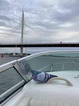 Мягкая игрушка голубь Аркадий.