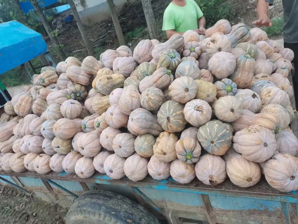 Сорт тыквенных культур Сушеные овощи