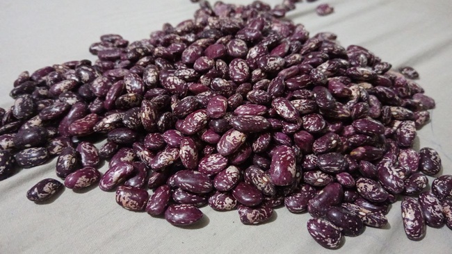 Фасоль королевская