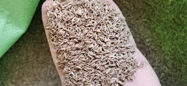 CUMIN SEEDS 99% purity Singapore European