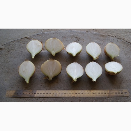 Лук репчатый, белый, красный, розовый