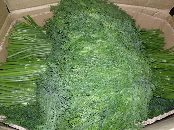 Укроп свежий Узбекистан высший сорт