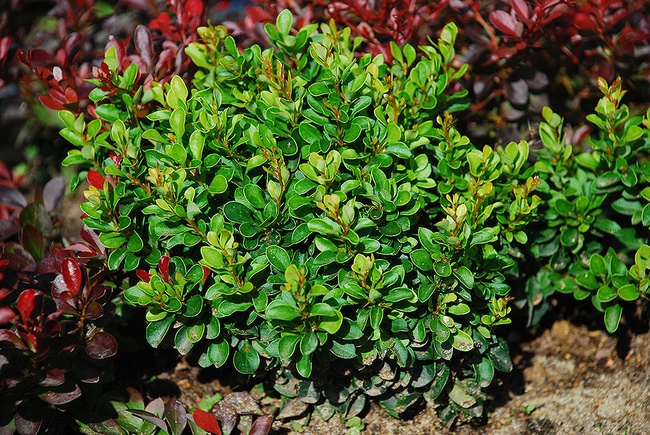 بربري تونبرغ "كوبولد"